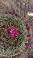 Image of Mammillaria wiesingeri subsp. apamensis (Repp.) D. R. Hunt