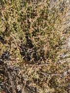 Image of Borrego bedstraw