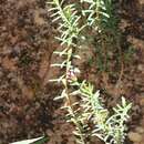 Image of Pimelea linifolia subsp. collina (R. Br.) Threlfall