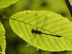 Image of Pygmy Clubtails