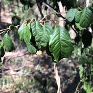 Image of Turraea pubescens Hellen.