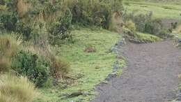 Image of Andean tapeti