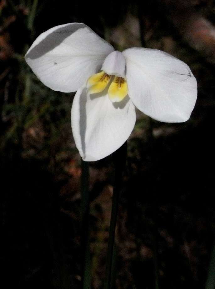 Image of Diplarrena moraea Labill.