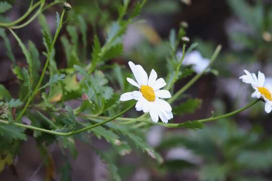 Image of Argyranthemum pinnatifidum (L. fil.) Webb