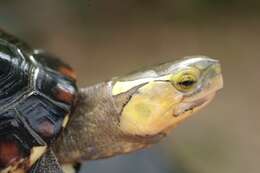 Image of Yellow-margined Box Turtle