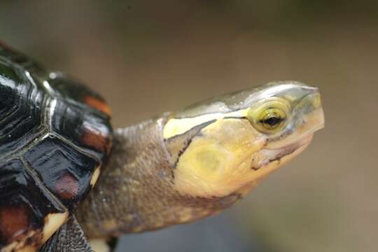 Image of Yellow-margined Box Turtle