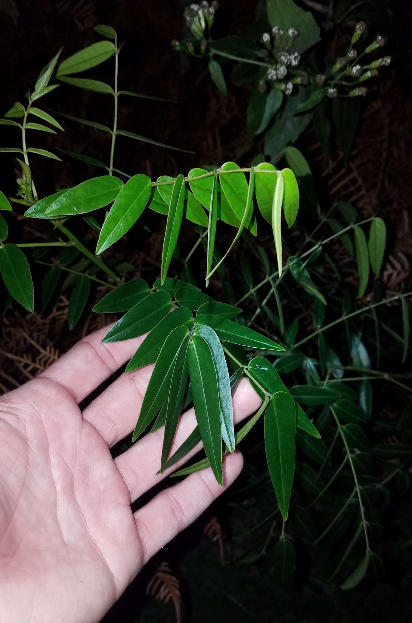 Image of privet senna