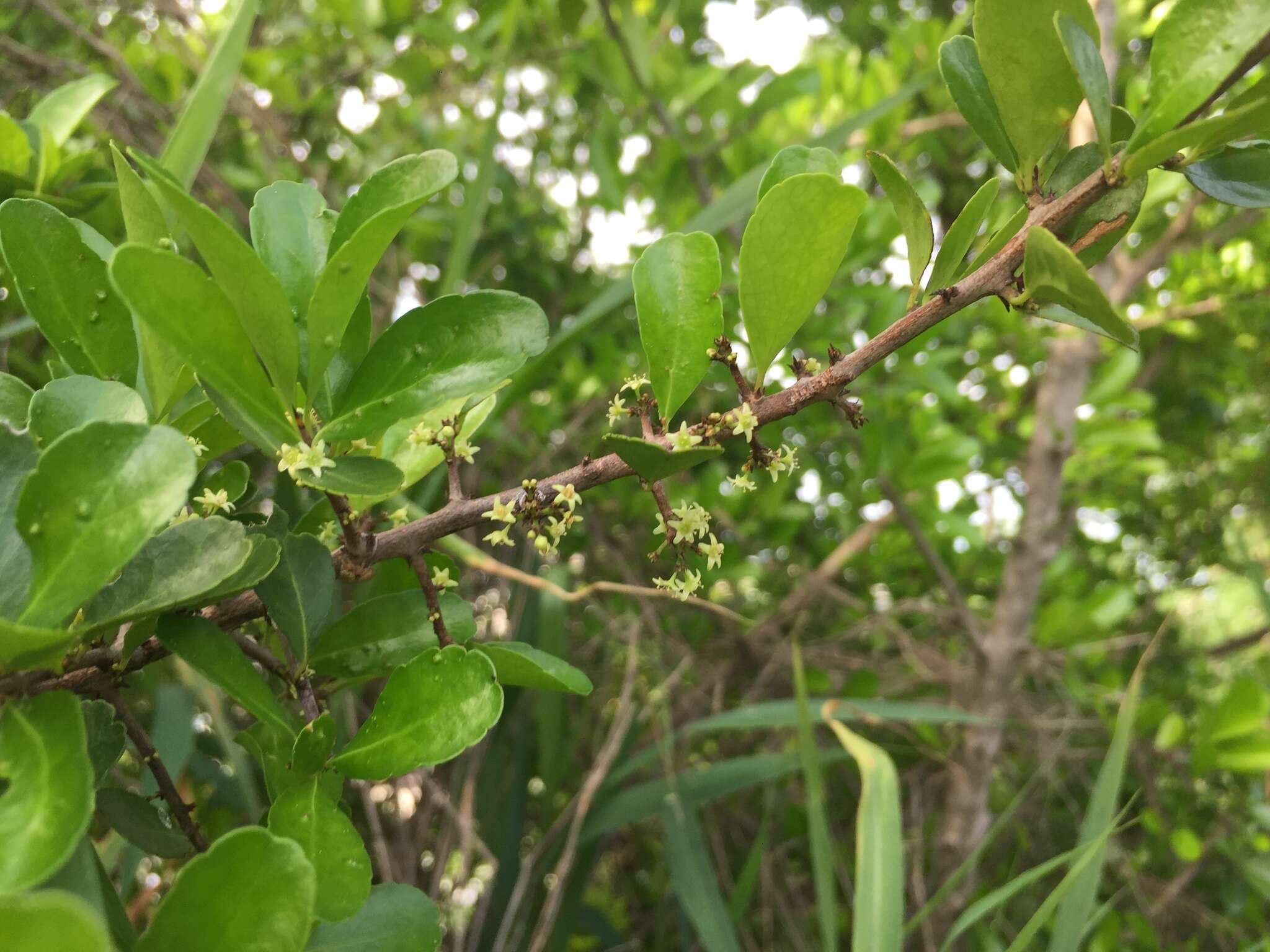 Image of Gymnosporia diversifolia Maxim.