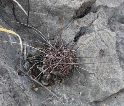 Image of Thelocactus conothelos subsp. flavus