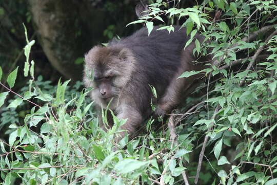 Image of Milne-Edwards’s Macaque