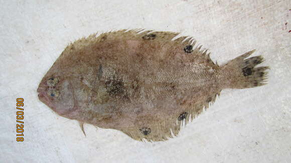 Image of Spotfin Flounder