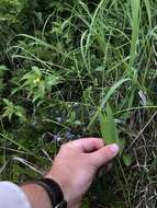 Image of slender rosette grass