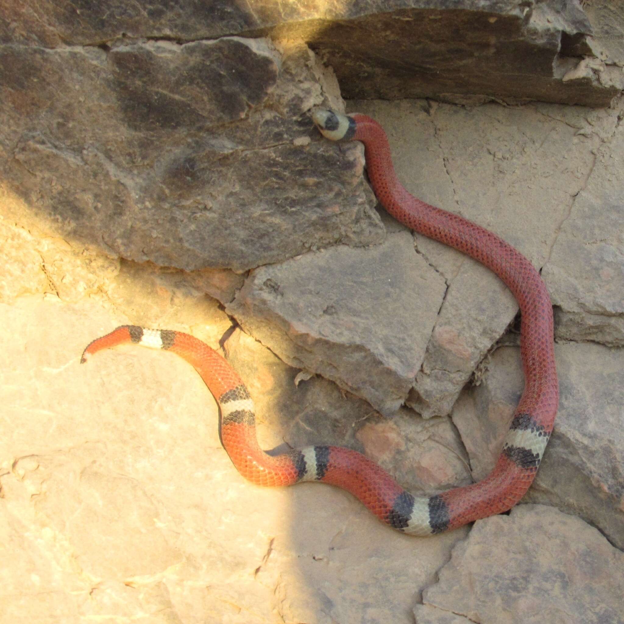 Image of Filetail Ground Snake