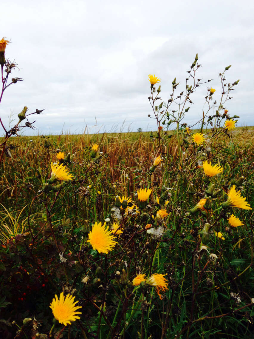 Plancia ëd Sonchus arvensis L.