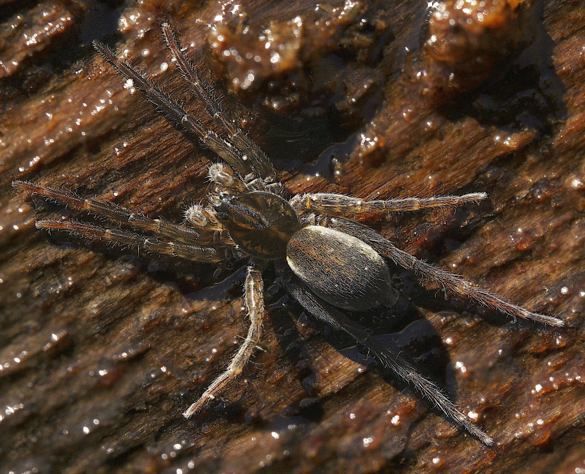 Image of Piratula hygrophila (Thorell 1872)