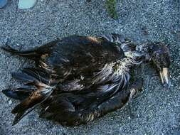 Image of Westland Black Petrel