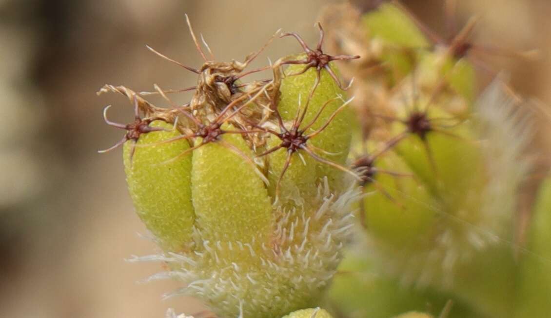 Image of Trichodiadema hallii L. Bol.