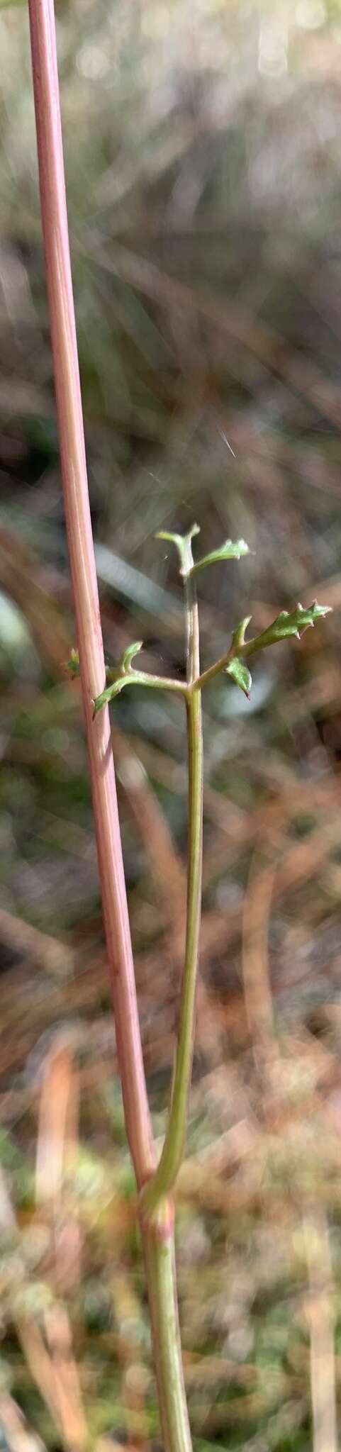 Image of coastal plain angelica