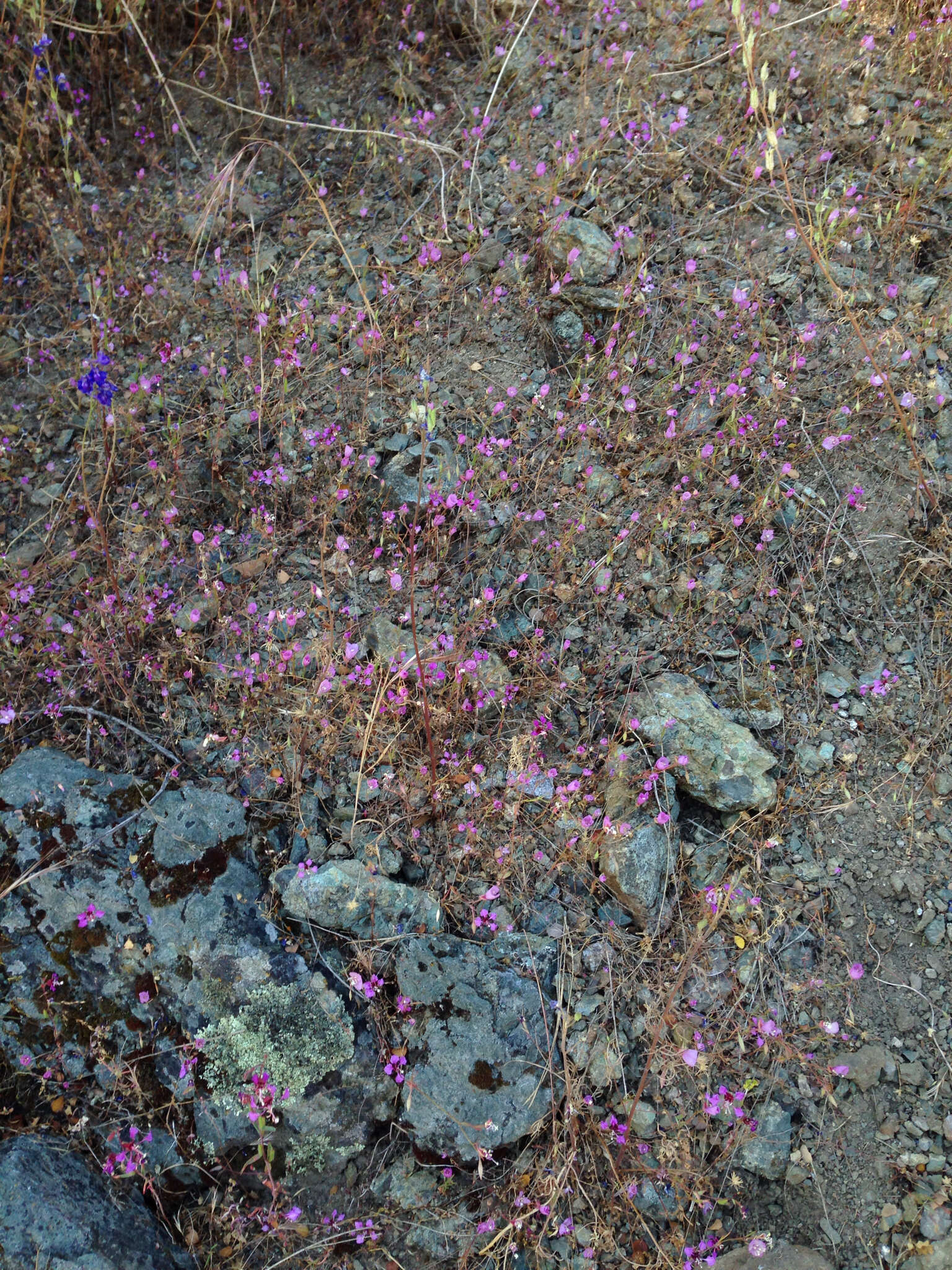 Plancia ëd Clarkia cylindrica subsp. cylindrica