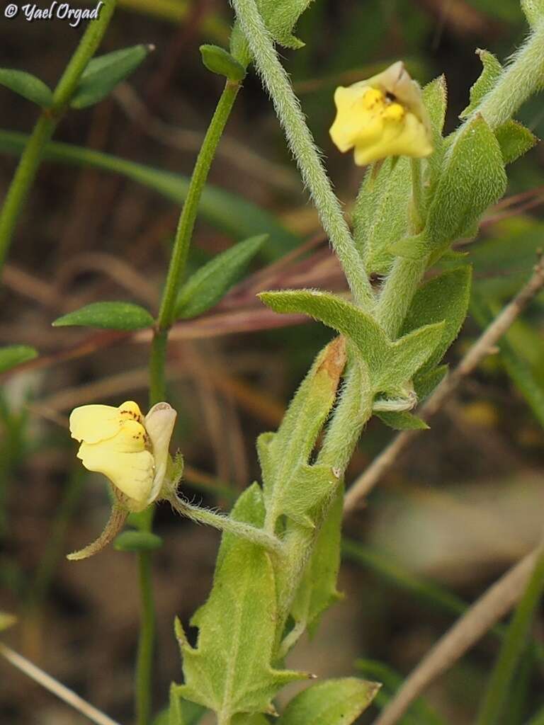 Image of Kickxia aegyptiaca (L.) Nábelek