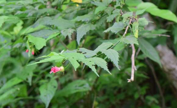 Sivun Hibiscus colimensis P. A. Fryxell kuva