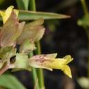 Erythranthe arvensis (Greene) G. L. Nesom resmi