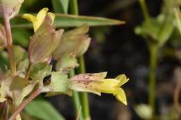 Erythranthe arvensis (Greene) G. L. Nesom resmi