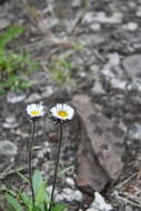 Image of Erigeron eriocalyx (Ledeb.) Vierhapper