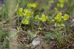 Sivun Euphorbia saxatilis Jacq. kuva