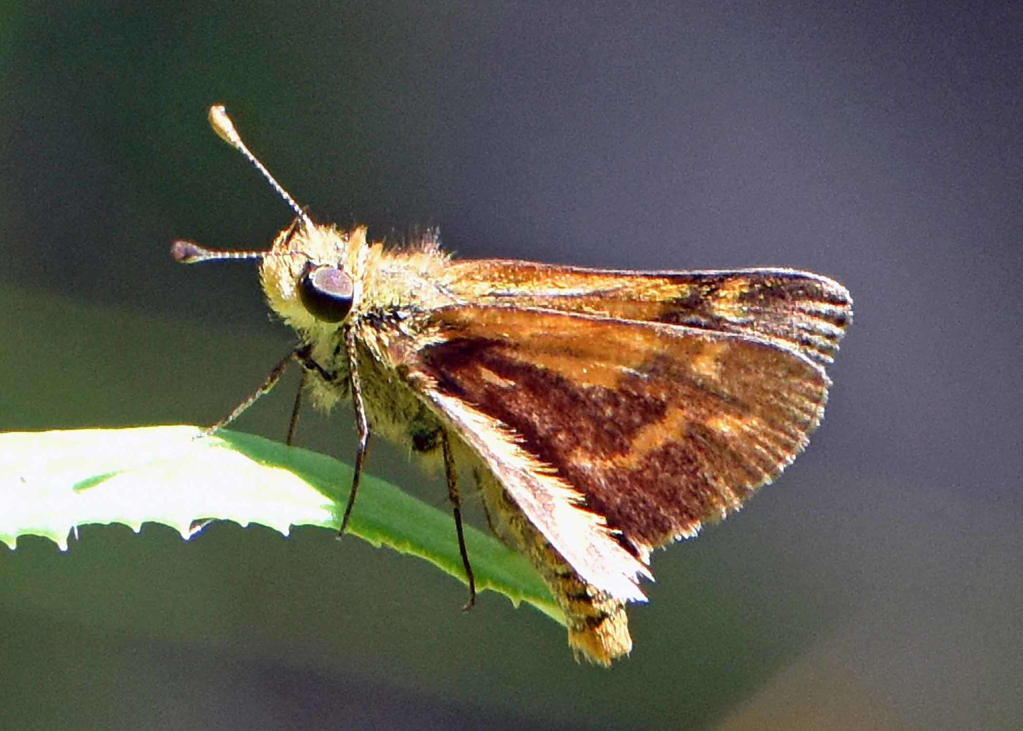 Image of Taractrocera papyria Boisduval 1832