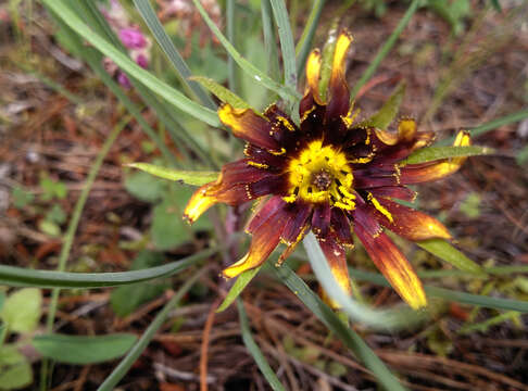 Image of Tragopogon crocifolius L.