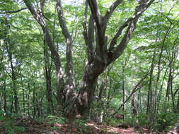 Image de Fagus crenata Blume