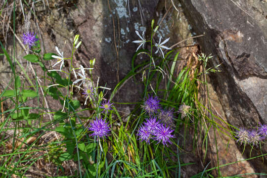 Image of St. Bernard’s lily