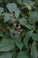 Imagem de Rubus hirtus Waldst. & Kit.