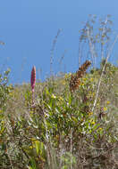 Imagem de Tillandsia walteri Mez