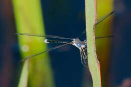 Image of Carolina Spreadwing