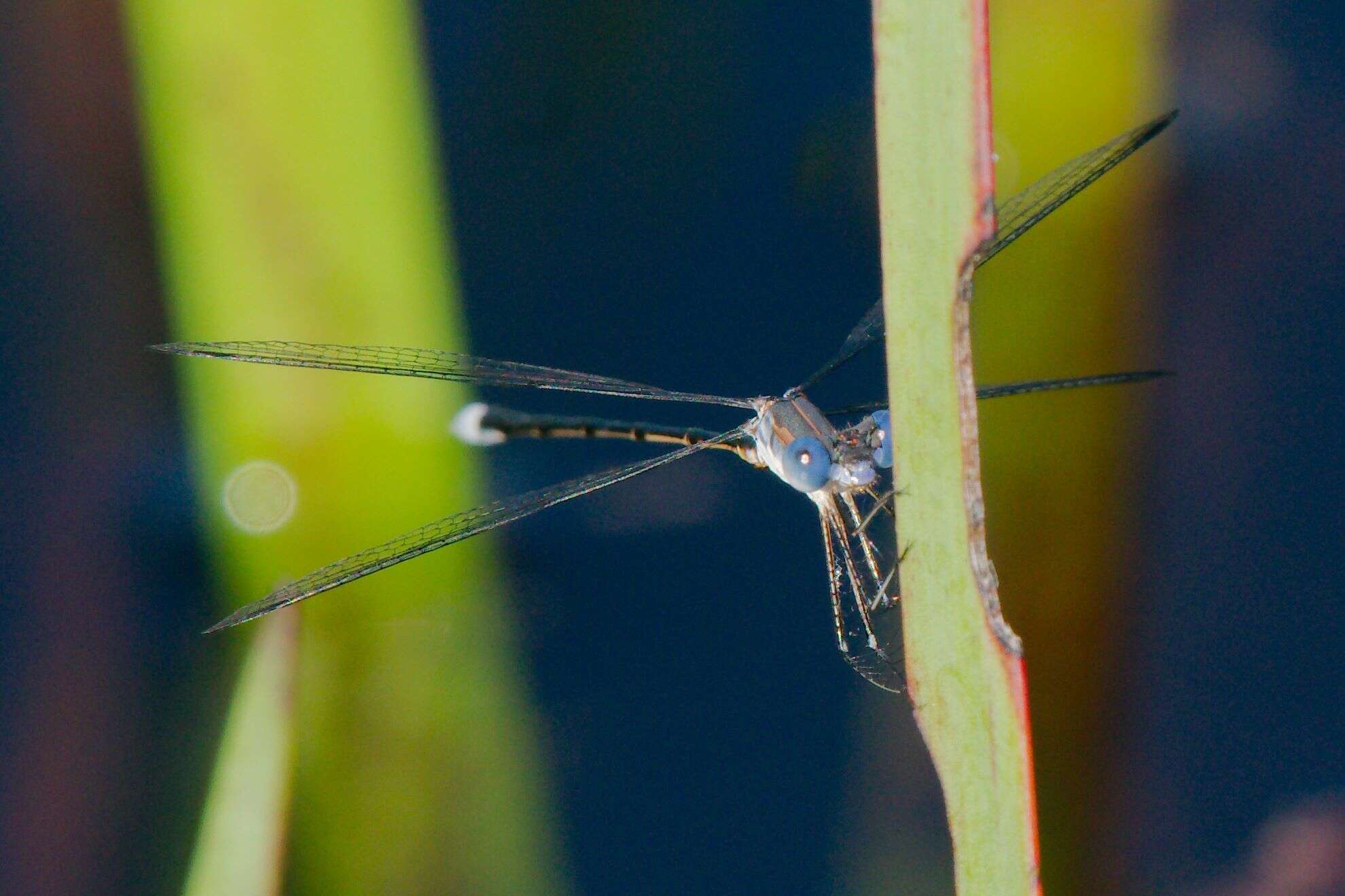 Image of Carolina Spreadwing