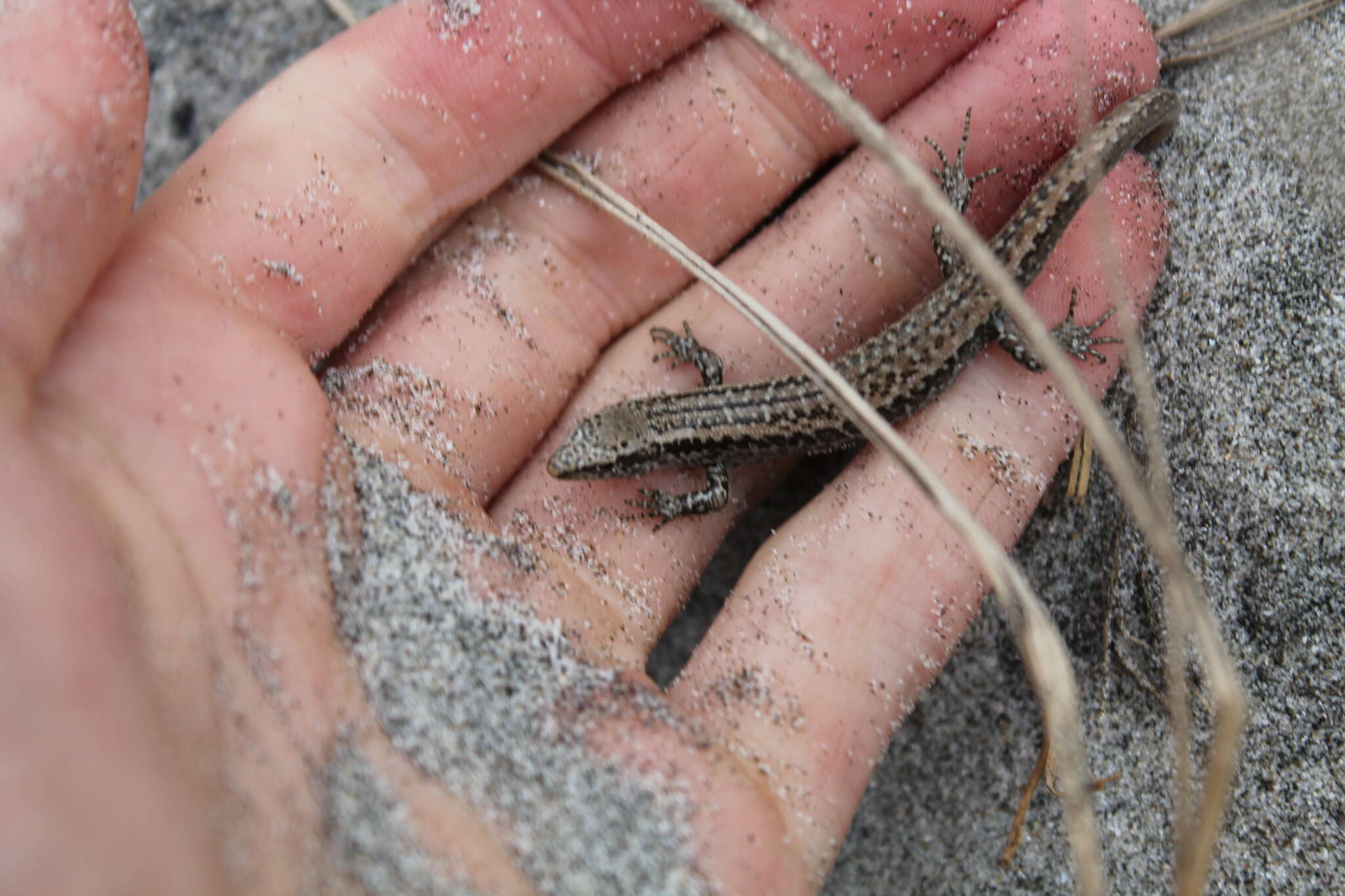 Image of Shore skink