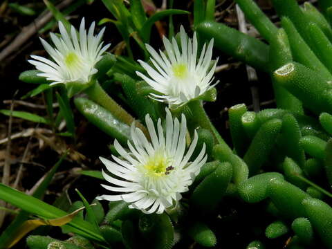 Image of Delosperma lootsbergense Lavis