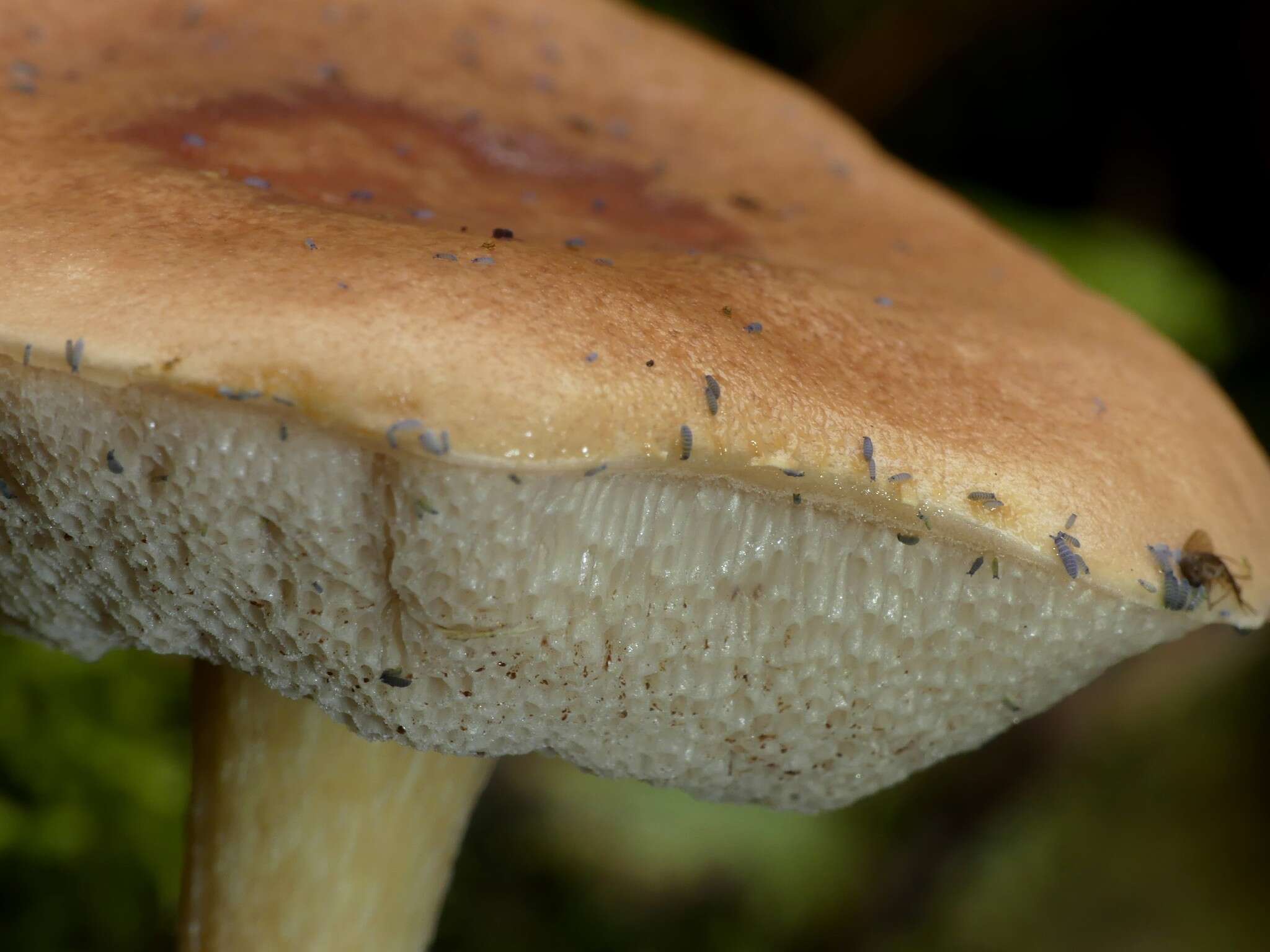 Image de Fistulinella violaceipora (G. Stev.) Pegler & T. W. K. Young 1981