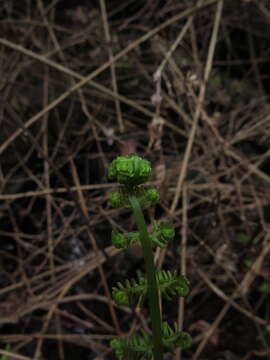 Image de Amauropelta argentina (Hieron.) Salino & T. E. Almeida