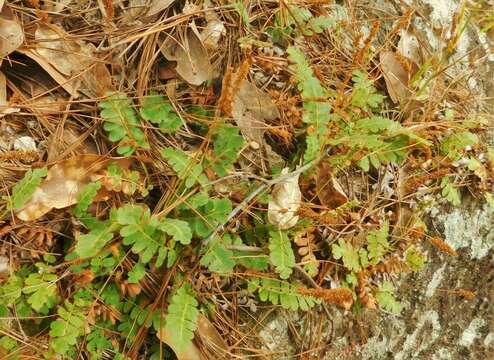 Image of Anemia oblongifolia (Cav.) Sw.