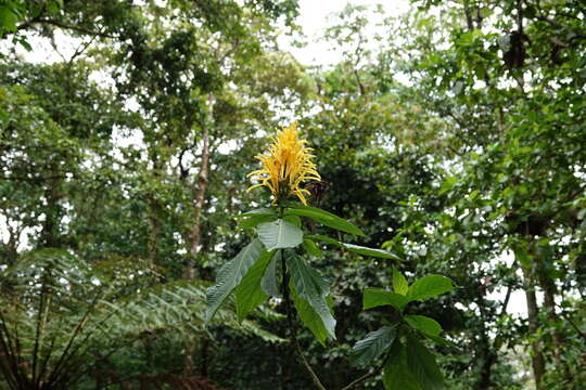 Image of Justicia aurea Schltdl.