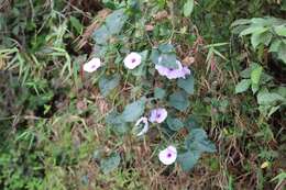 Image of Ipomoea involucrata Beauv.