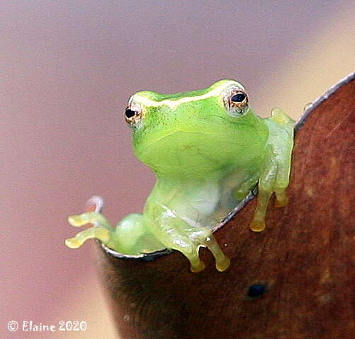 Image of Water Lily Frog