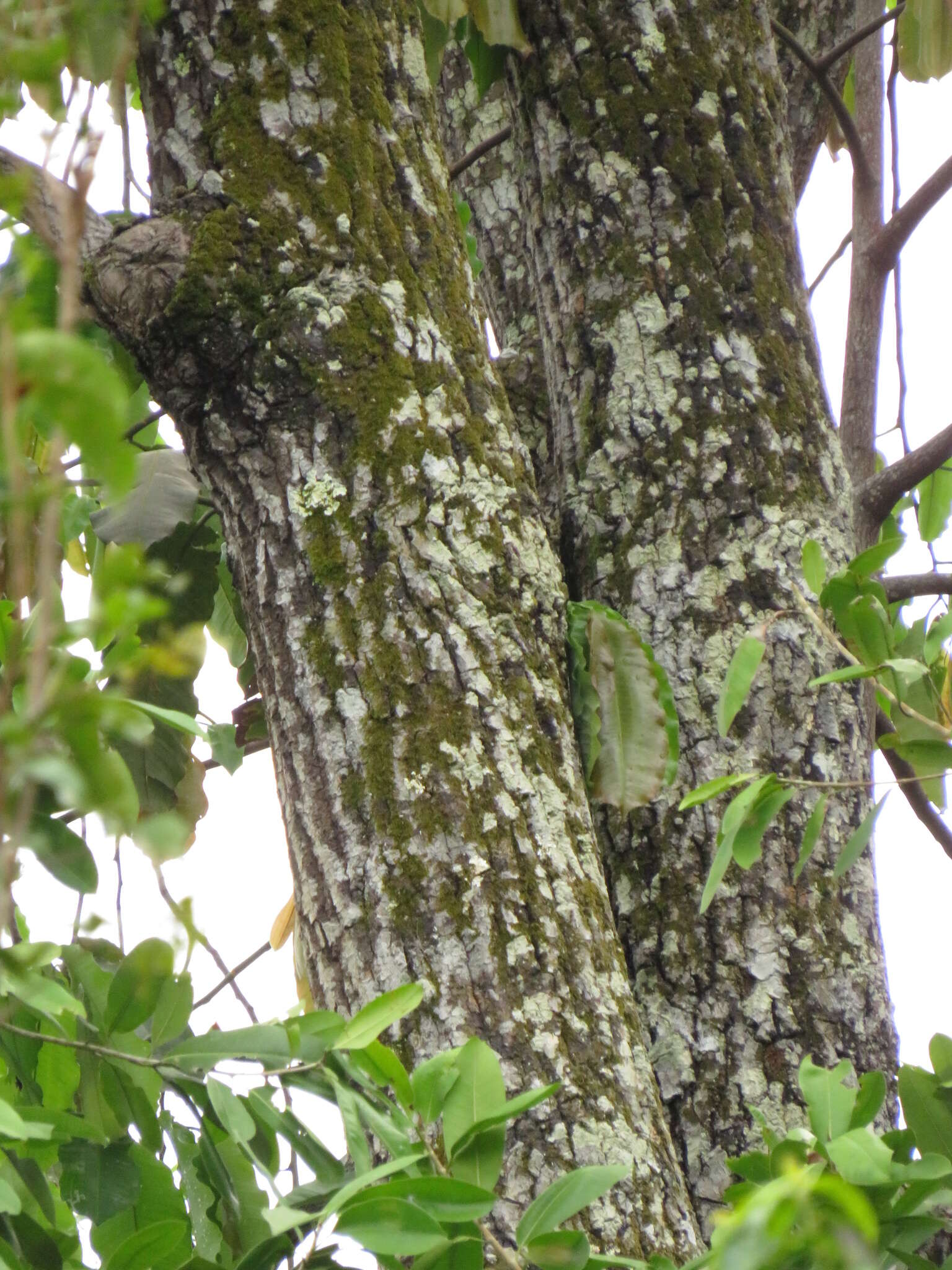 Imagem de Bertholletia excelsa Bonpl.