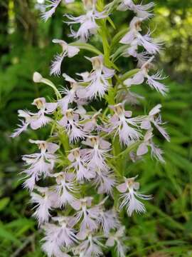 Слика од Platanthera keenanii P. M. Br.