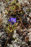 Image de Gentiana grandiflora Laxm.