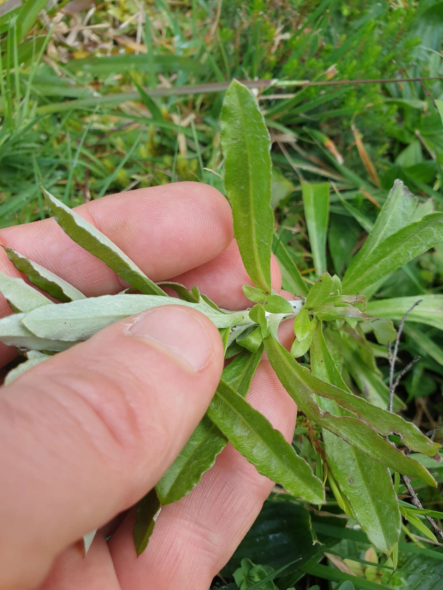 Image of simple-stem everlasting