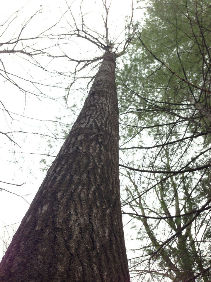 Image of bigtooth aspen